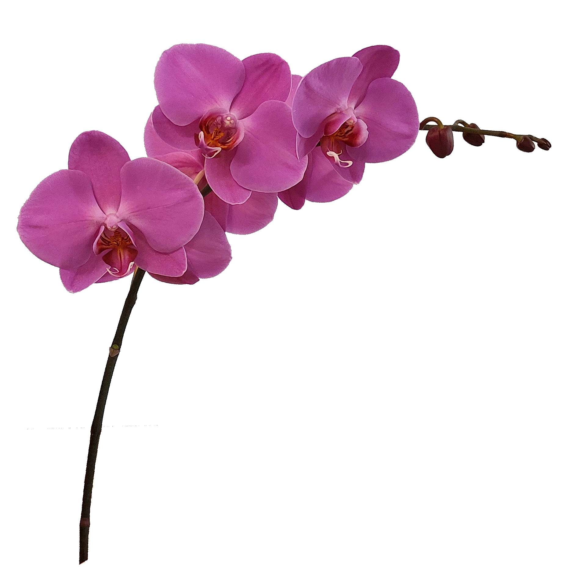 Phalaenopsis Rispe Mix mittelgroß