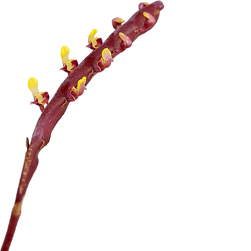 Bulbophyllum falcatum 5+ Blütentriebe