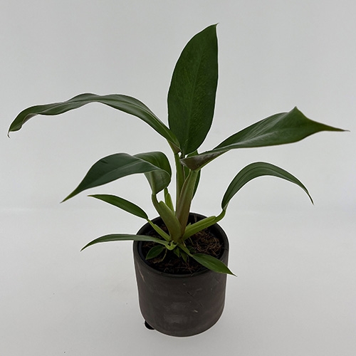 Philodendron little phil am Spalier im 12er Topf