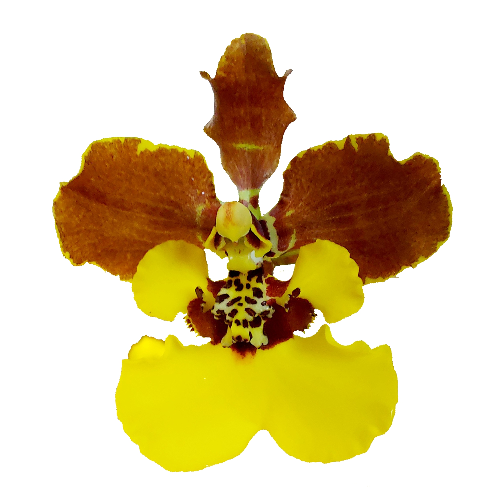 Oncidium croesus 3 Blütentriebe