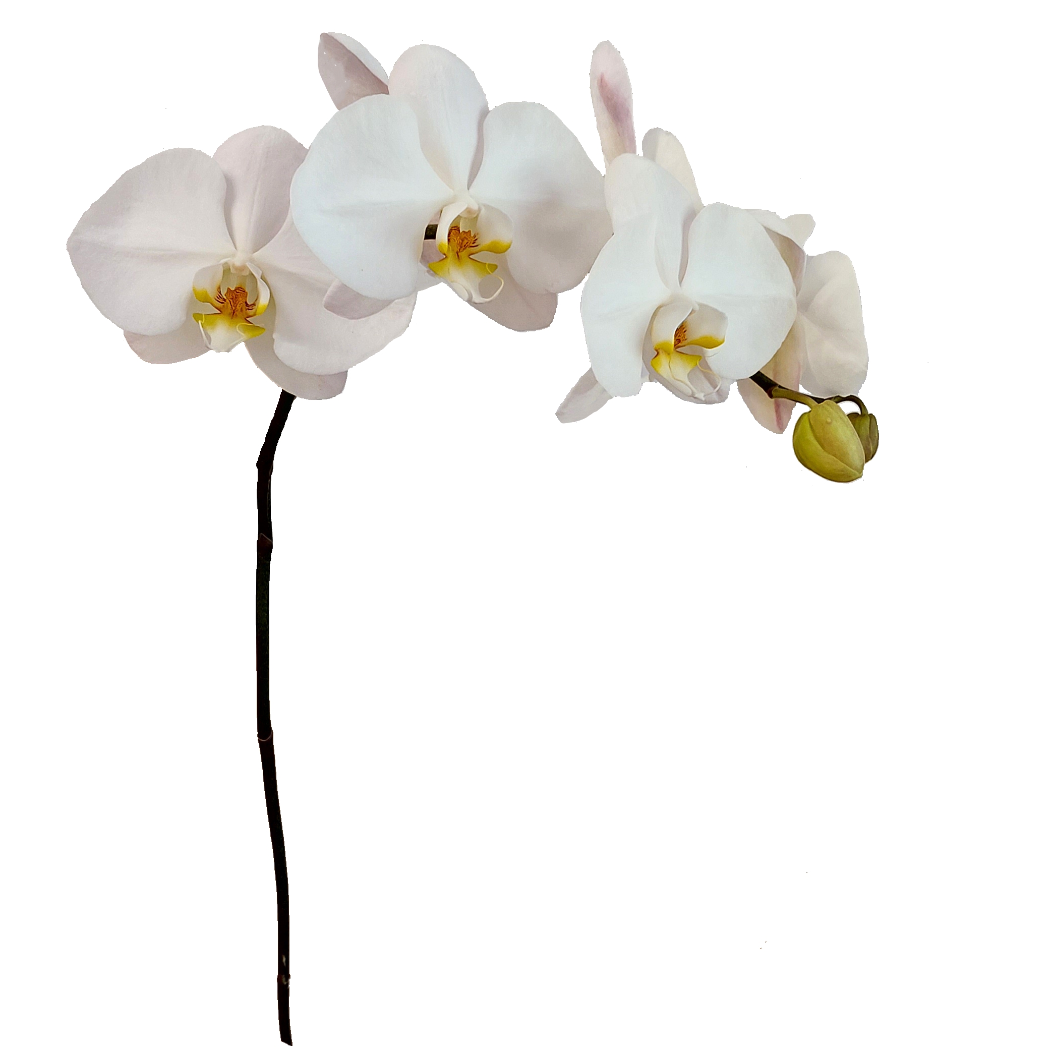 Phalaenopsis Rispe weiß mittelgroß