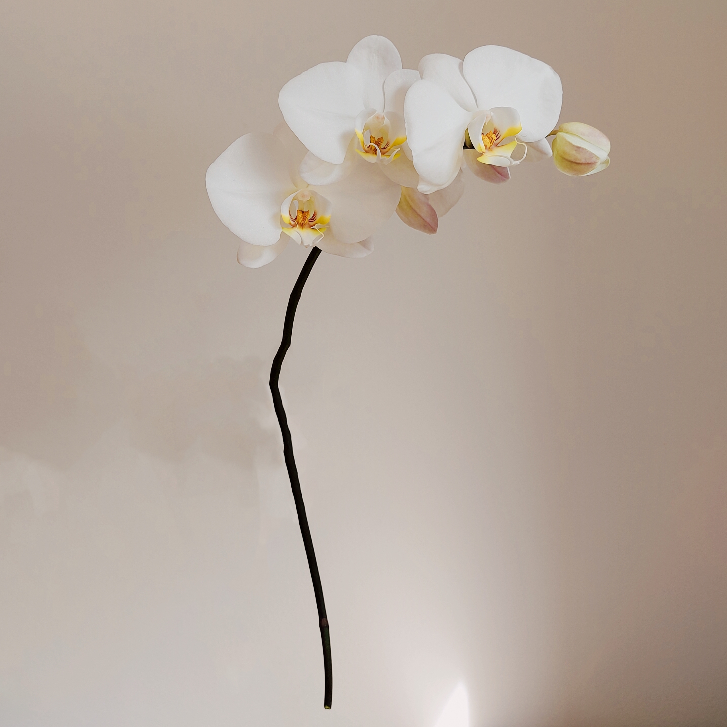 Phalaenopsis Rispe weiß klein